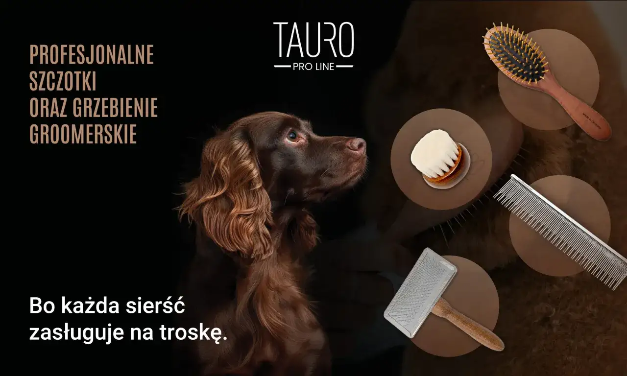 Pies z krótką sierścią czesany