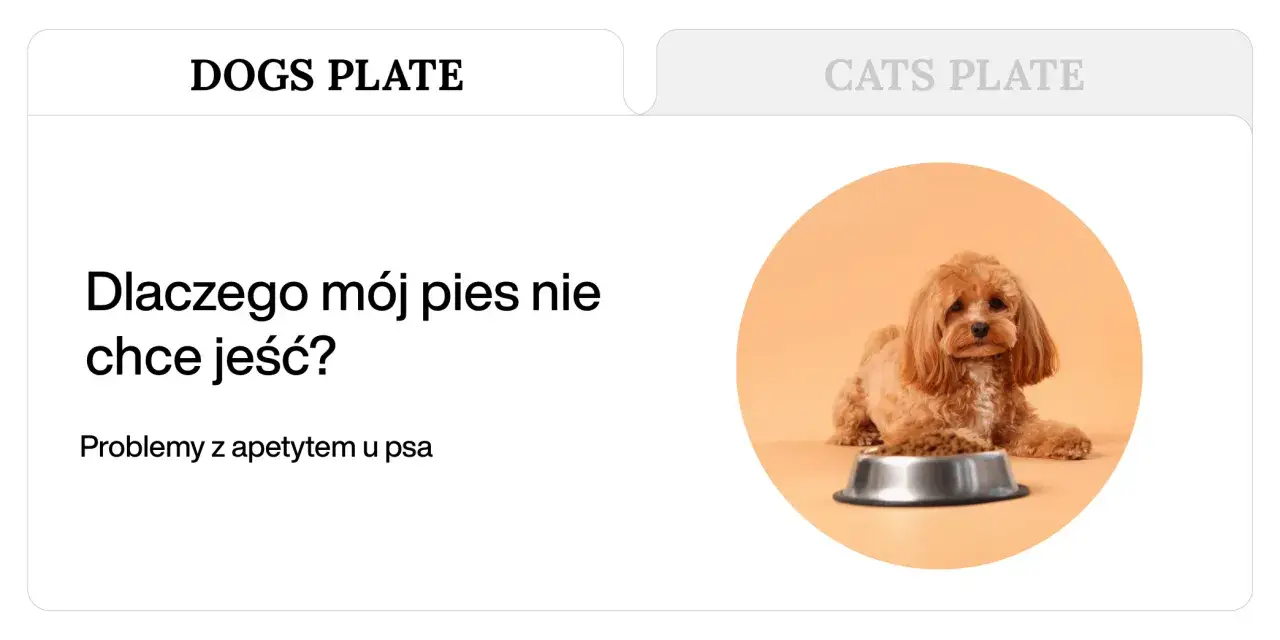 Uroczy piesek leży obok miski z karmą, ale wygląda, jakby mój pies nie chciał jeść.