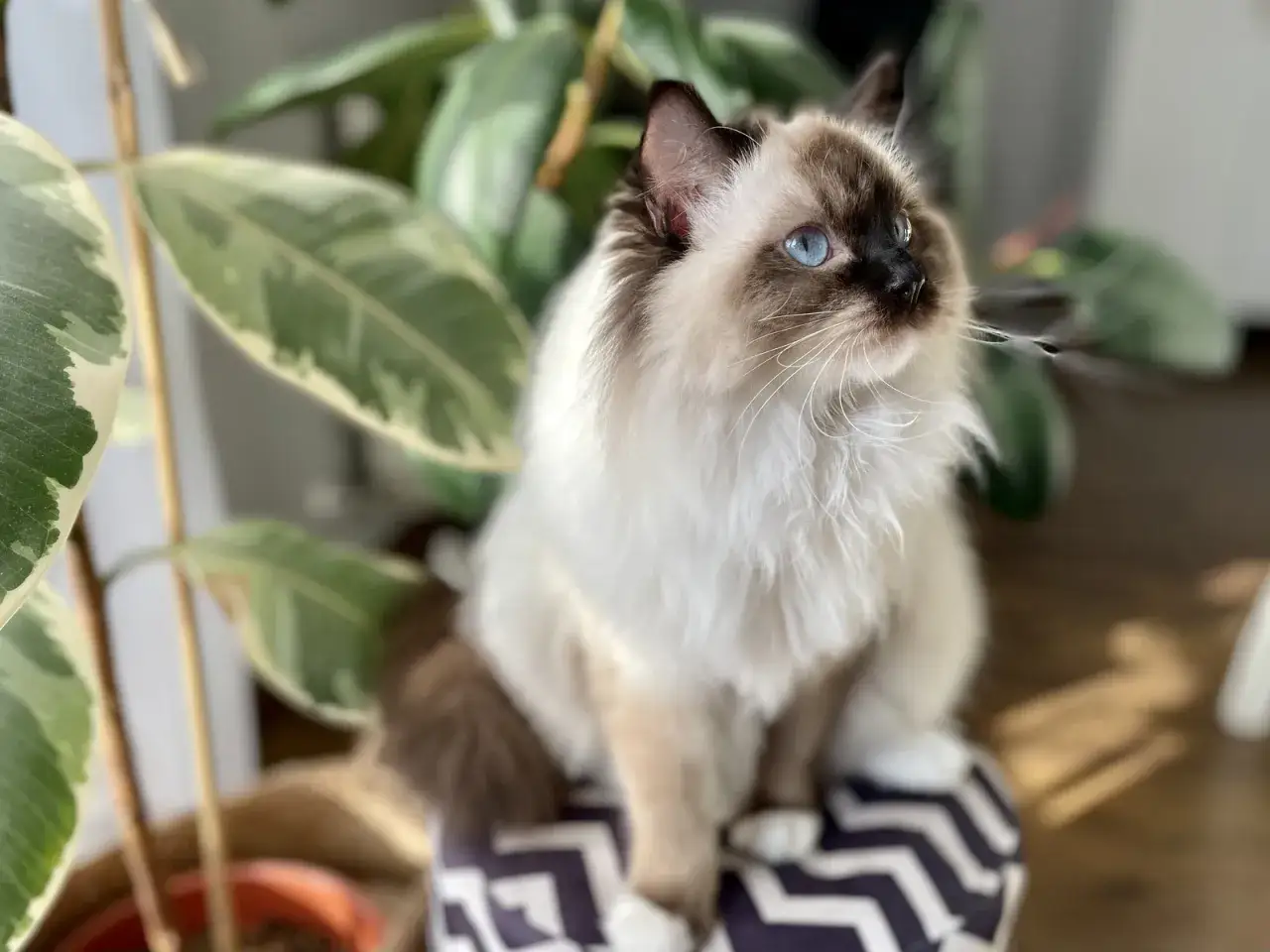 Piękny kot rasy ragdoll z niebieskimi oczami siedzi obok rośliny. Zastanawiasz się nad ragdoll kot cena?