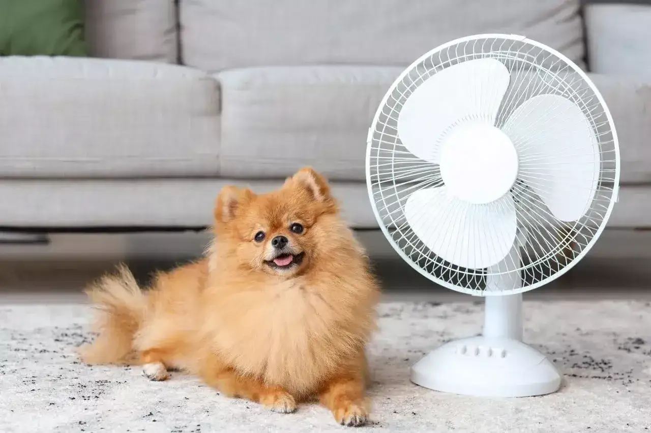 Pomeranian leży obok wentylatora, dysząc. Czy psy się pocą? Tak, ale inaczej niż ludzie, głównie przez łapy i dyszenie.