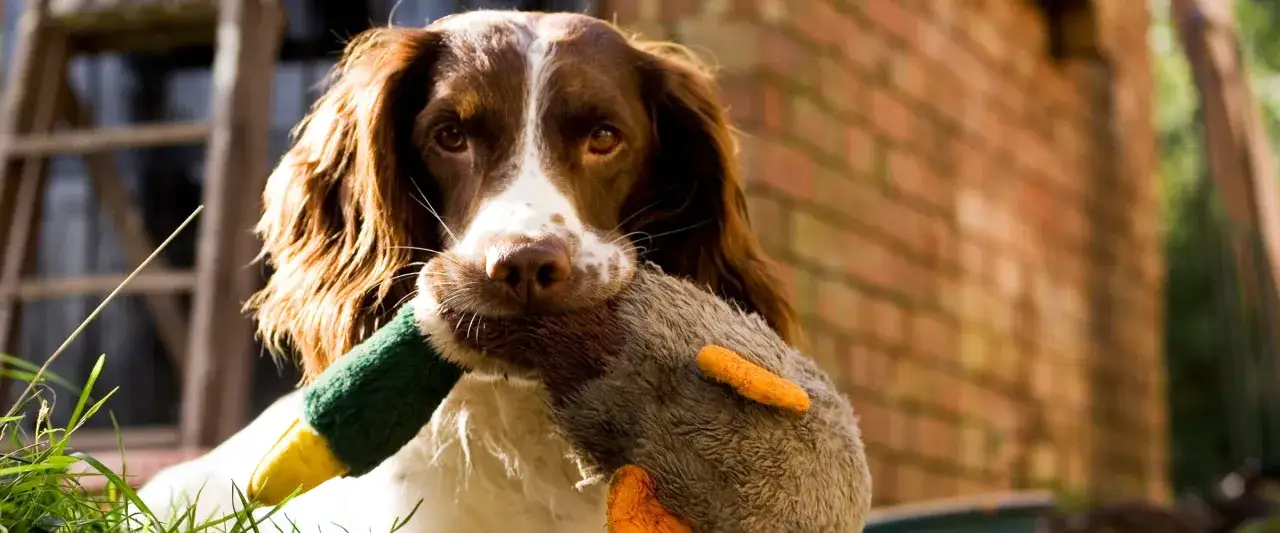 Brązowy retriever z zabawką w pysku, dumny z udanego polowania na pluszową kaczkę.