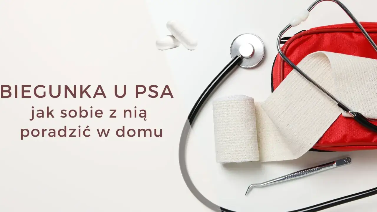 pies weterynarz pilna wizyta