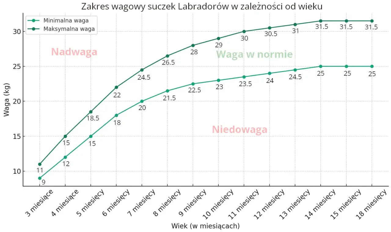 Wykres pokazuje zakres wagi suczek labradora od 3 do 18 miesięcy. Waga w normie, niedowaga i nadwaga są zaznaczone.