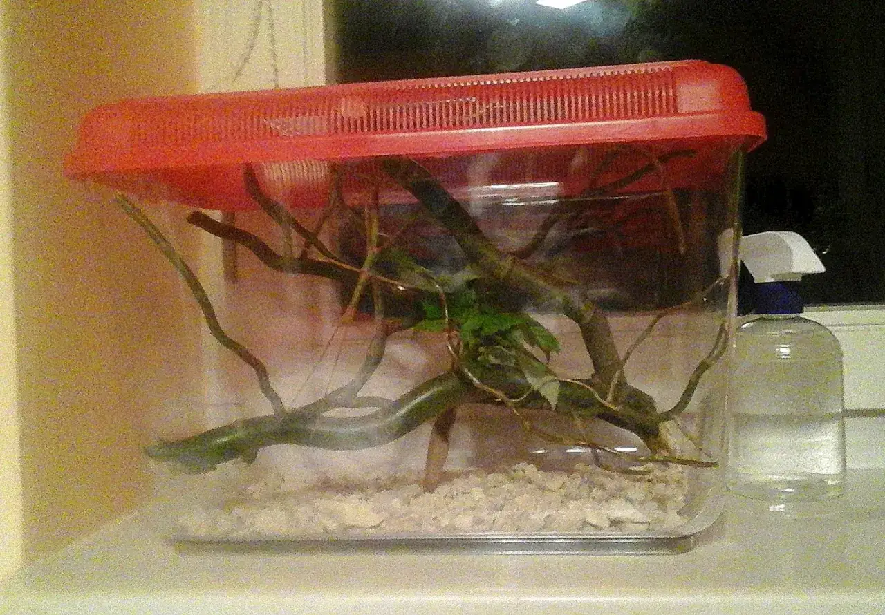Patyczaki w terrarium, zimą jedzą gałązki i liście. Obok stoi butelka z wodą.