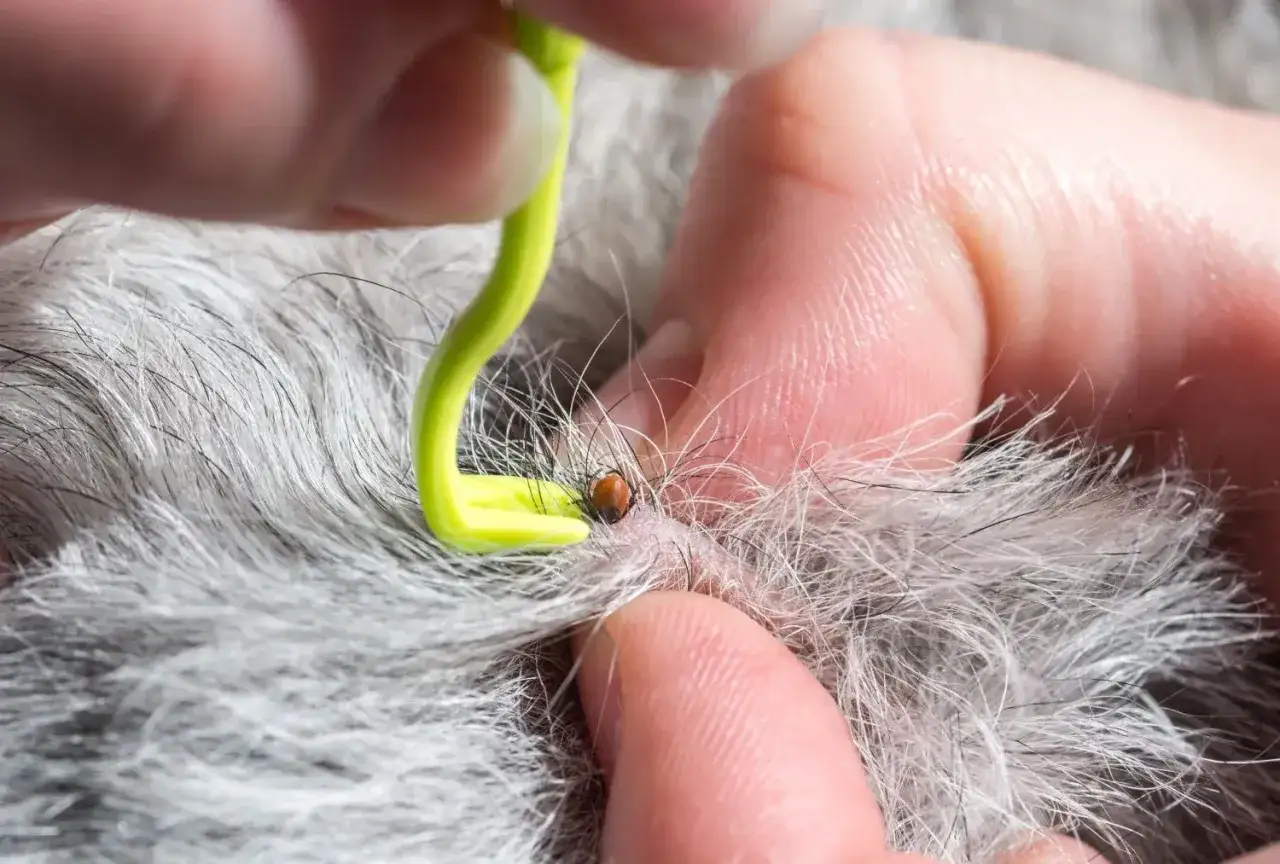 Usuwanie kleszcza u psa za pomocą specjalnego haczyka. Kleszcz jest widoczny na sierści, a ręka trzyma narzędzie.