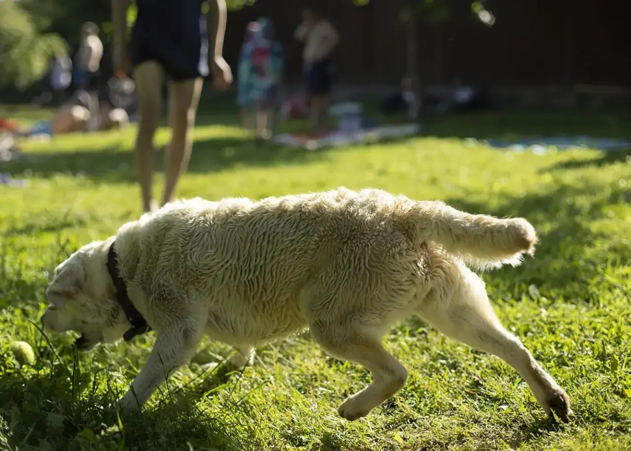 Czy golden retriever ma włosy? Tak, ten piesek ma piękną, mokrą sierść, która faluje na trawie.