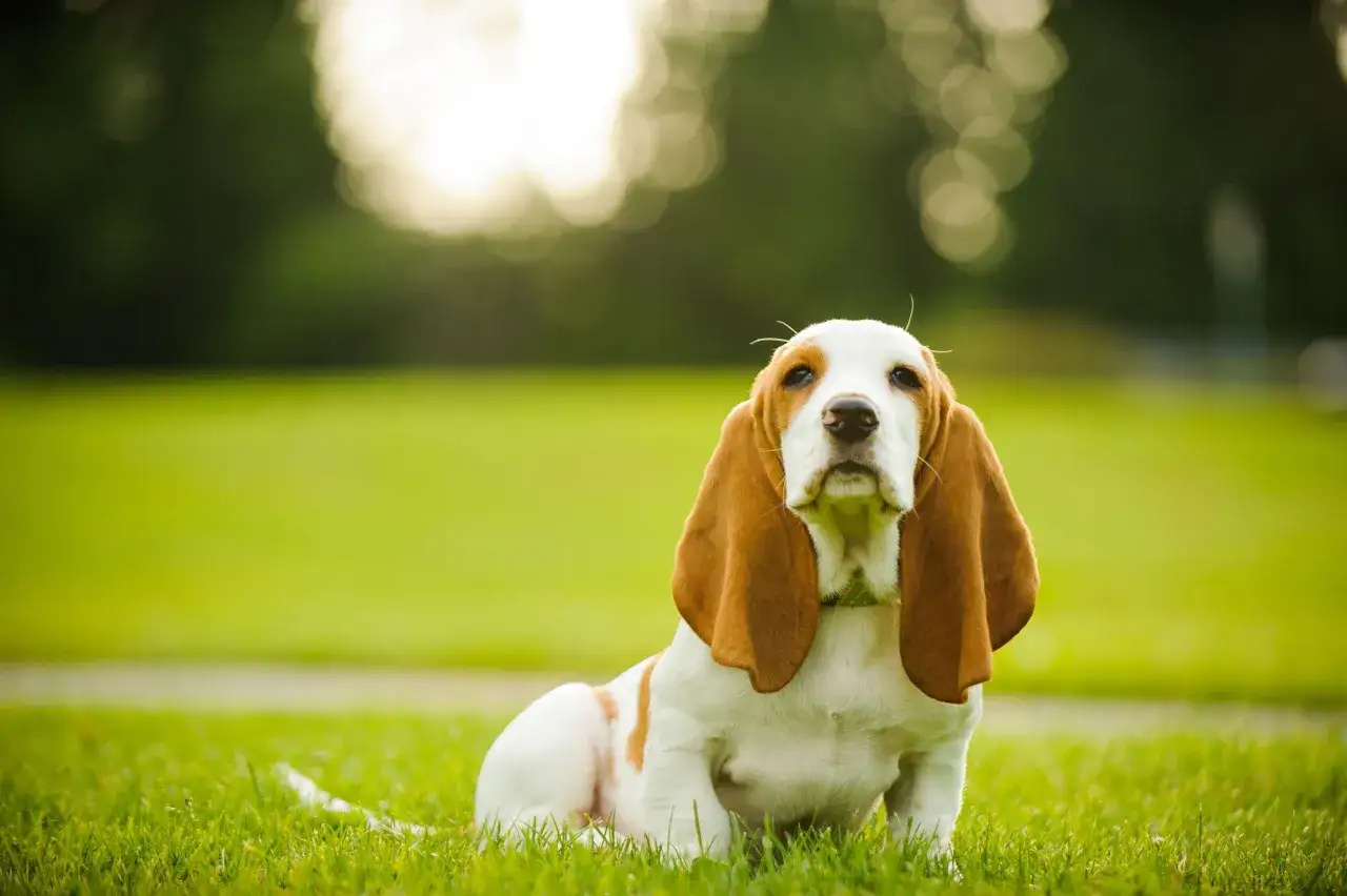 Uroczy pies z długimi uszami rasy Basset Hound siedzi na trawie, patrząc w obiektyw.