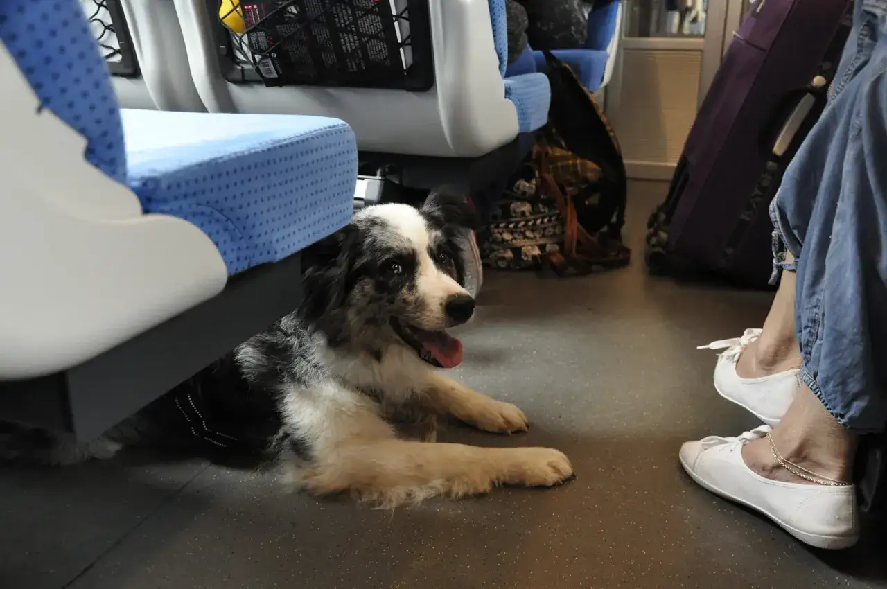 koszt biletu dla psa PKP Intercity
