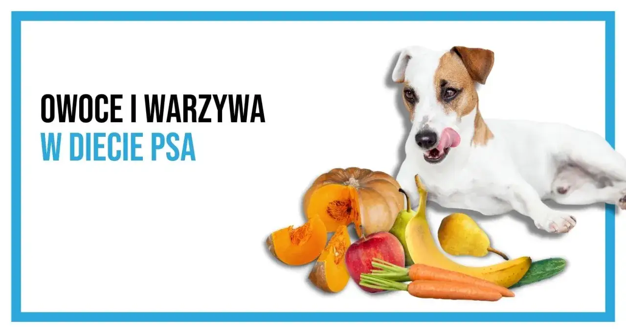 Szczęśliwy pies jedzący warzywa