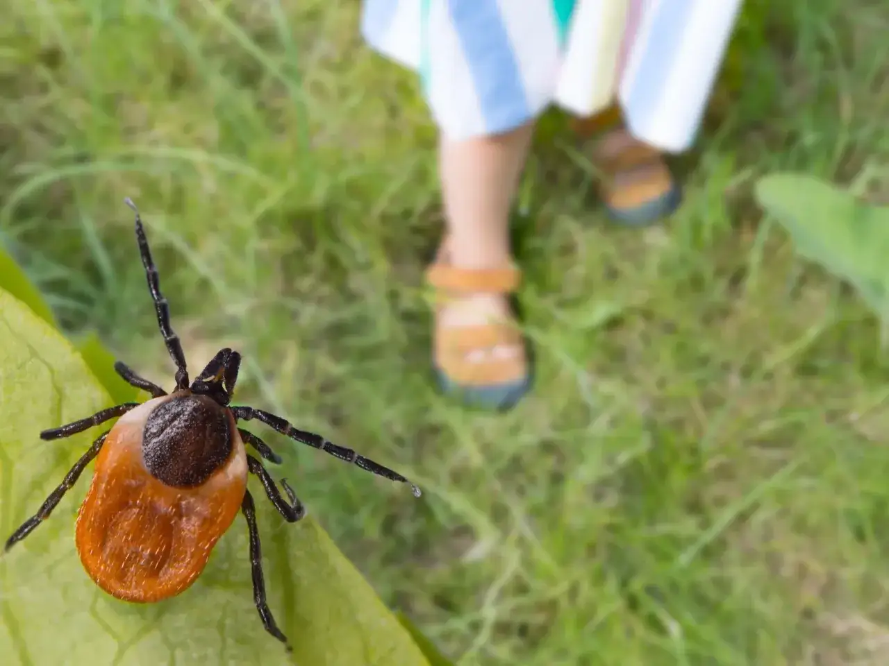 Kleszcze nie lubią być blisko dzieci. Ten pajęczak czai się na liściu, podczas gdy w tle widać nogi dziecka w sandałach.