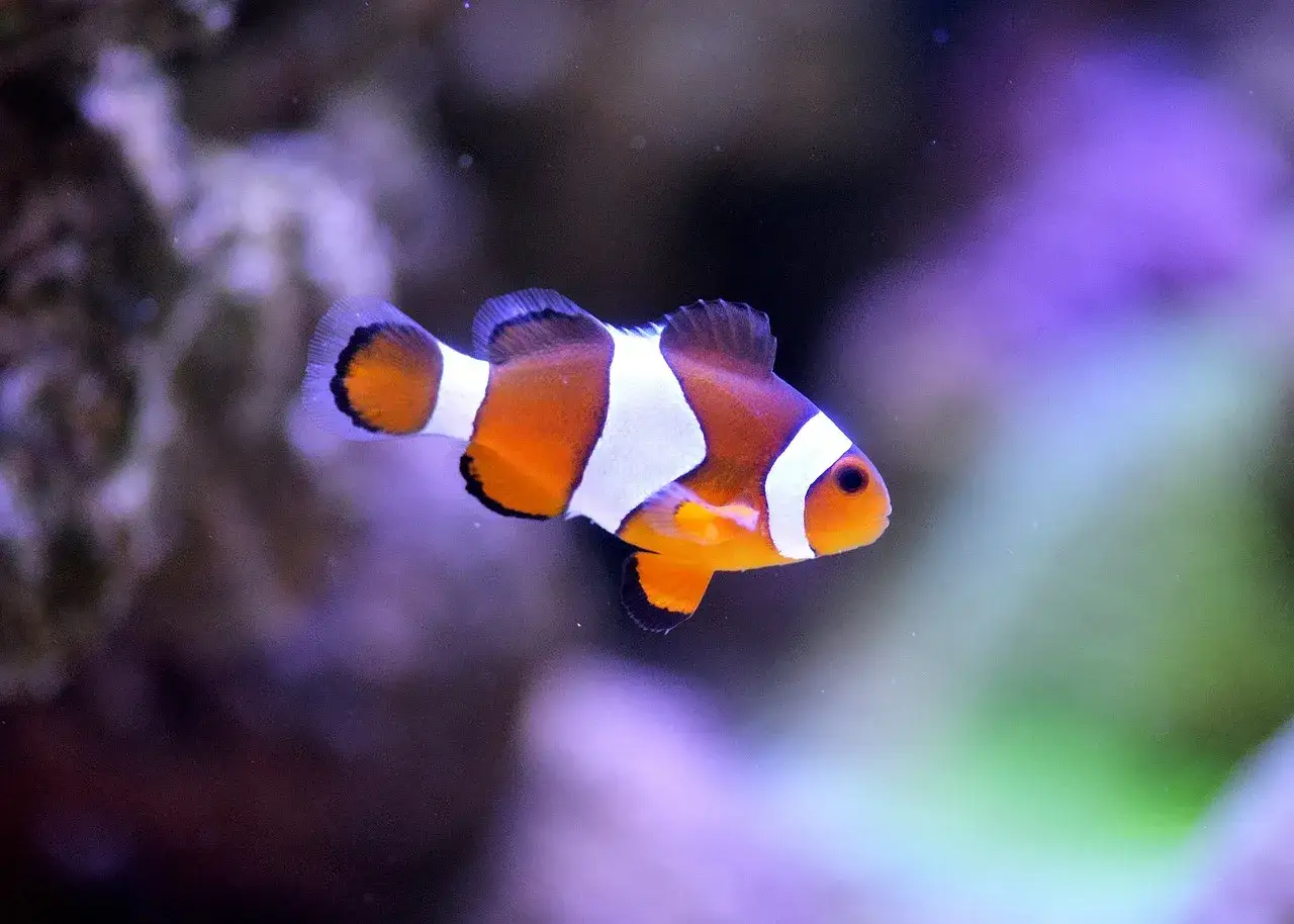 Efekt Nemo w akwarystyce konsekwencje