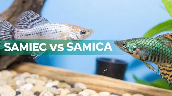 Molinezja samiec czy samica? Rozpoznaj po płetwie odbytowej