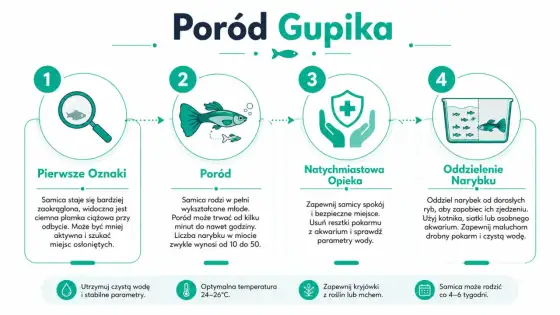 Gupik w ciąży - jak rozpoznać poród i zadbać o narybek?