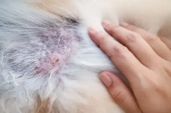 Alergia pokarmowa u psa - Jak rozpoznać objawy na zdjęciach?