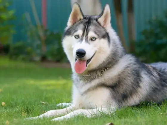 Pies syberyjski - Poznaj różnice między husky, samojedem a laiką