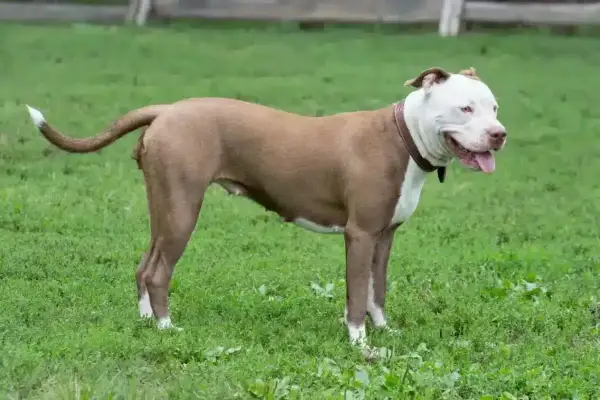 Potężny pies rasy pitbull, z pewnością najsilniejszy pies na świecie, stoi na zielonej trawie.