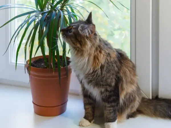 Puszysty kotek ciekawie węszy przy dracenie. Czy dracena jest trująca dla kota? Warto to sprawdzić, zanim kotek spróbuje jej listków.