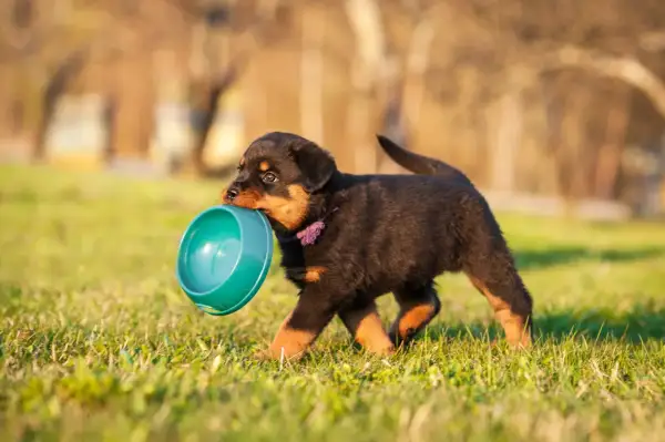Słodki szczeniak rottweilera niesie miskę, szukając odpowiedzi na pytanie: ile powinien jeść szczeniak tabela.