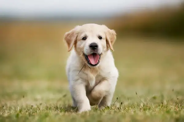 Szczeniak golden retriever biegnie przez trawę, radosny i pełen energii. Zastanawiasz się nad golden retriever cena?