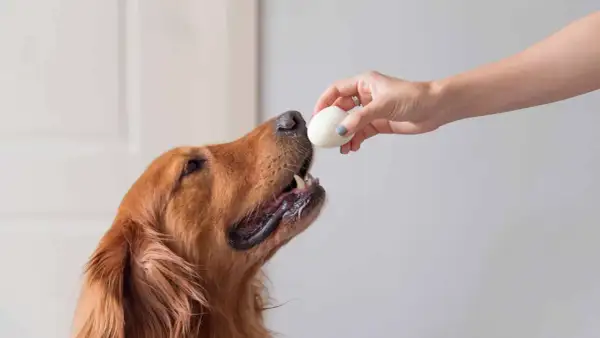 Złoty retriever z zaciekawieniem patrzy na jajko podane przez dłoń. Czy pies może jeść jajko? To pytanie nurtuje wielu właścicieli.