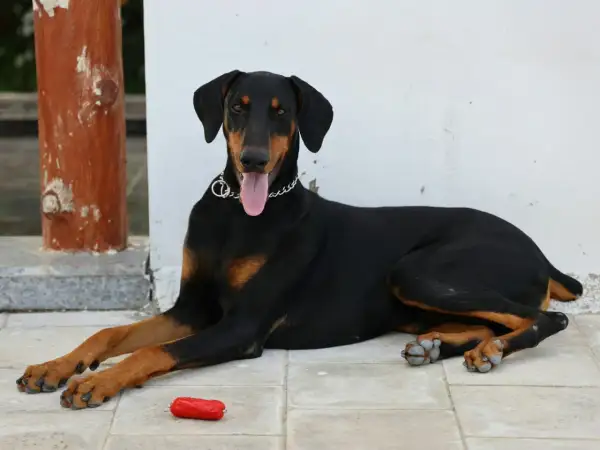 Elegancki doberman leży na płytkach, obok czerwona zabawka. Zastanawiasz się nad doberman cena?
