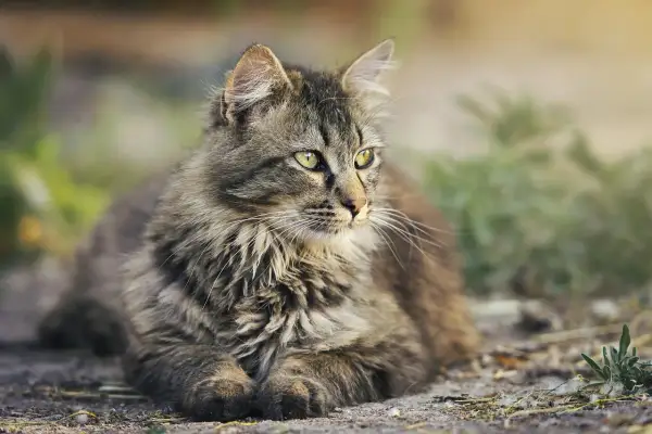 Puszysty kot podwórkowy z zielonymi oczami, czujnie obserwuje otoczenie. Zastanawiasz się, ile żyją koty podwórkowe?