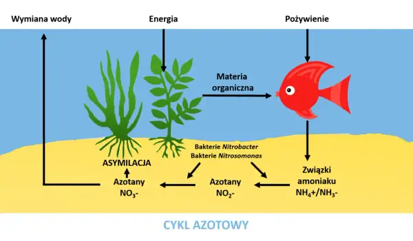 Cykl azotowy w akwarium: ryba zjada materię organiczną, produkując związki amoniaku, które bakterie przetwarzają na azotany. Rośliny asymilują azotany.