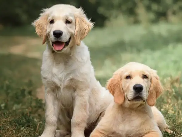 Dwa szczenięta rasy golden retriever siedzą na trawie, jedno z nich uśmiecha się szeroko.