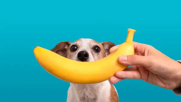 Czy pies może jeść banana? Ten piesek z zaciekawieniem patrzy na banana trzymanego przez człowieka.