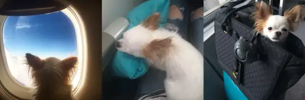 Pies w samolocie: mały piesek wygląda przez okno, śpi na poduszce i siedzi w transporterze.