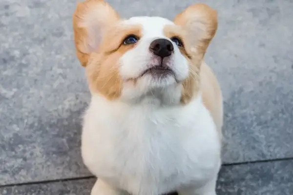 Uroczy szczeniak corgi z wielkimi uszami patrzy w górę, jakby czekał na smakołyk. Takie słodkie są pieski, gdy są szczeniakami.
