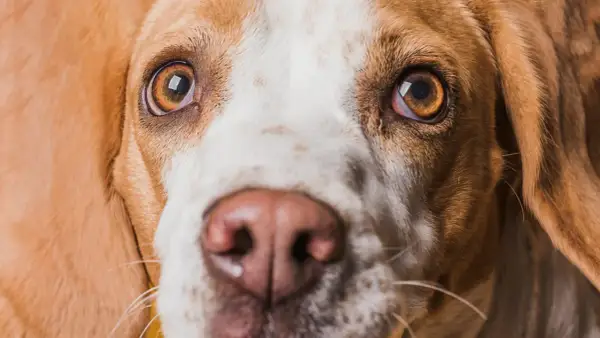 Zbliżenie na pysk psa rasy beagle. Widać jego brązowe oczy, które wydają się lekko zaczerwienione, oraz wilgotny nos.