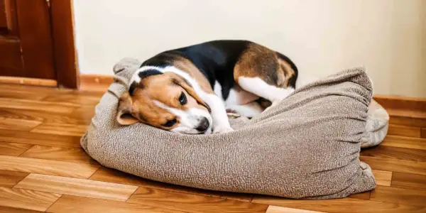 Smutny beagle leży na legowisku, charczy jakby miał coś w gardle.