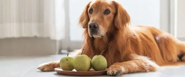 Złoty retriever leży obok talerzyka z gruszkami. Czy pies może jeść gruszkę? To pytanie nurtuje wielu właścicieli czworonogów.