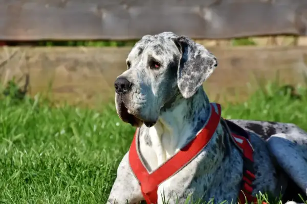 Marmurkowy dog w czerwonej uprzęży leży na trawie. Zastanawiam się, ile kosztuje głupi jaś dla psa, gdy patrzę na tego majestatycznego olbrzyma.