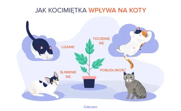 Ilustracja pokazuje, jak działa kocimiętka na kota: wywołuje lizanie, ślinienie, turlanie się i pobudliwość.