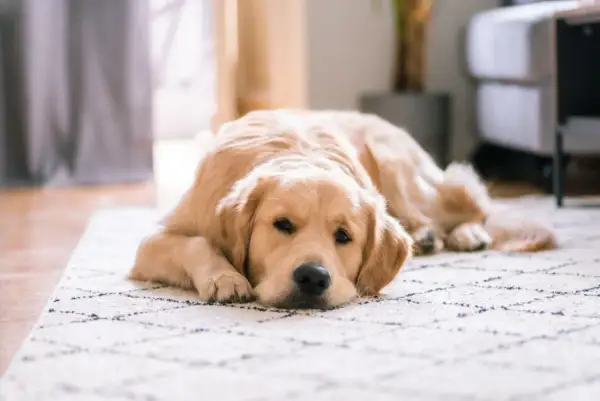 Złoty retriever leży na dywanie, wyglądając na zmęczonego. Może to być objaw gronkowca u psa, który wymaga uwagi weterynarza.