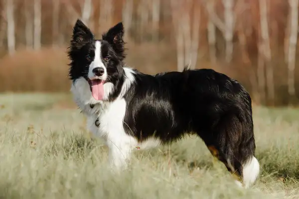 Czarny pies rasy border collie z białymi znaczeniami, z językiem na wierzchu, stoi na trawie.