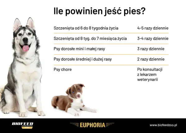 Ile razy dziennie karmić psa? Tabela podpowiada: szczenięta 4-5 razy, dorosłe 2-3 razy, chore po konsultacji z weterynarzem.