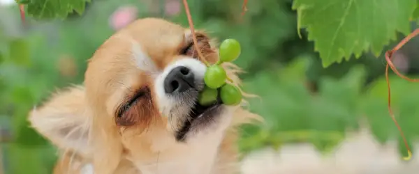 Mały piesek chihuahua próbuje winogron. Czy pies może jeść winogrona? To pytanie zadaje sobie wielu właścicieli czworonogów.