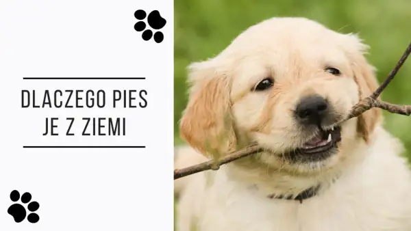 Uroczy szczeniak golden retriever gryzie patyk, a tekst pyta "Dlaczego pies je z ziemi?".