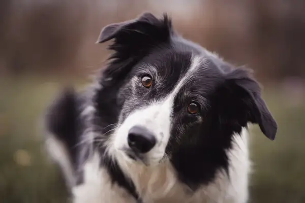 Inteligentny border collie z zaciekawieniem patrzy w obiektyw. Zastanawiasz się, ile kosztuje border collie?