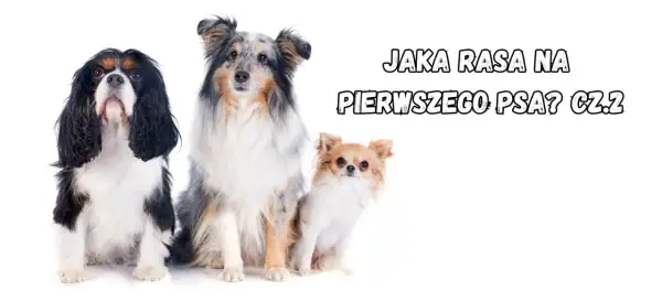 Trzy urocze psy: Cavalier King Charles Spaniel, Shetland Sheepdog i Chihuahua. Szukasz fajnych ras psów na swojego pierwszego pupila?