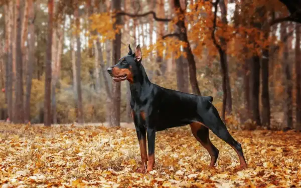 Elegancki, czarny doberman z rudymi znaczeniami stoi na tle jesiennego lasu.