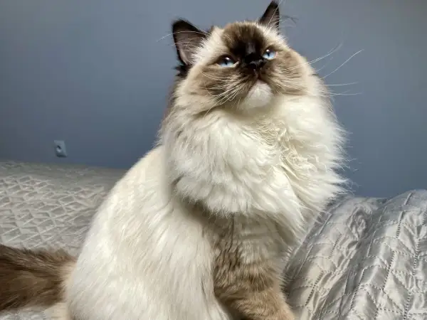 Uroczy ragdoll na rękach, z niebieskimi oczami i puszystym futrem, patrzy w górę z zaciekawieniem.