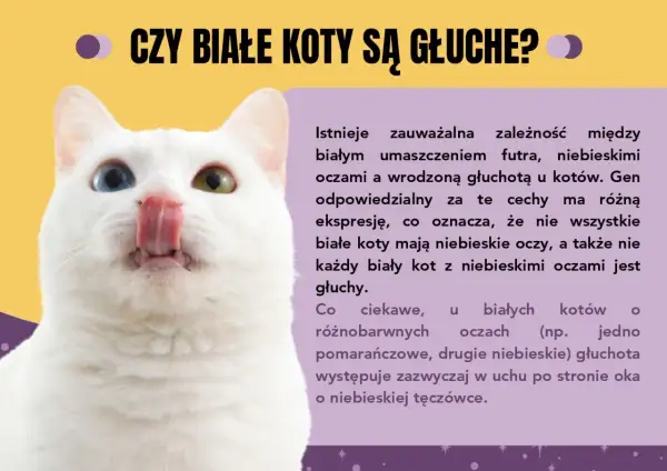 Biały kot z różnymi kolorami oczu, ciekawy przykład ciekawostek o kotach. Czy białe koty są głuche?