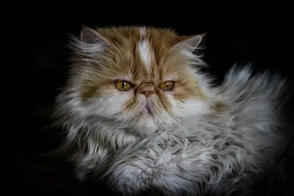Puszysty pers z bursztynowymi oczami, o lekko zagniewanym wyrazie pyszczka, na ciemnym tle.