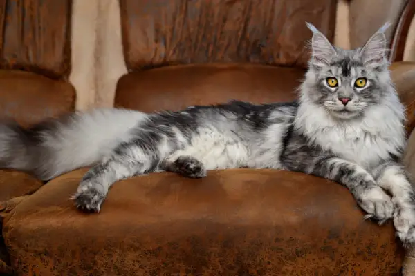 Majestatyczny maine coon o srebrzystym futrze i bursztynowych oczach, uosobienie łagodności i dumy.
