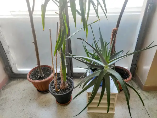 Rośliny doniczkowe, w tym aloes, stoją przy oknie. Czy aloes jest trujący dla kota? Warto to sprawdzić, zanim kot się nim zainteresuje.