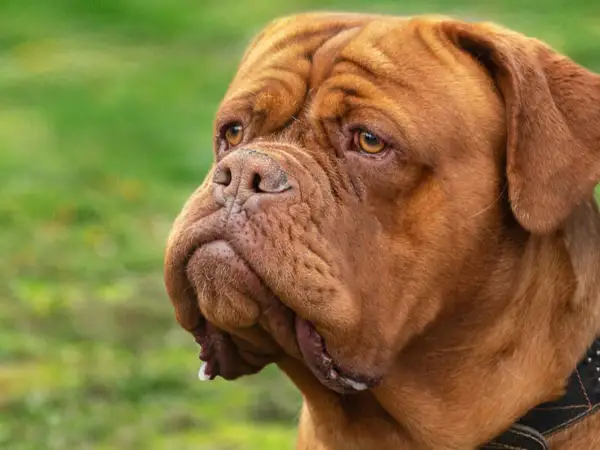 Brązowa kufa u psa rasy dog de bordeaux, z charakterystycznymi zmarszczkami na głowie i opadającymi wargami.